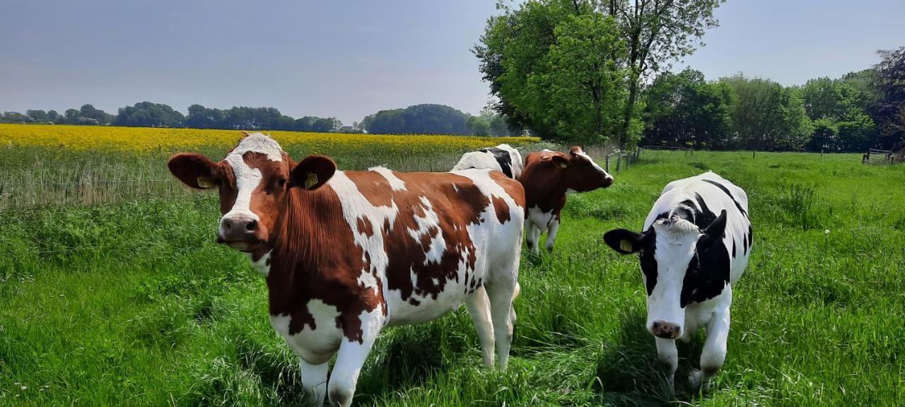 Ferienwohnung Goden-Wind Westerdeichstrich Zewnętrze zdjęcie